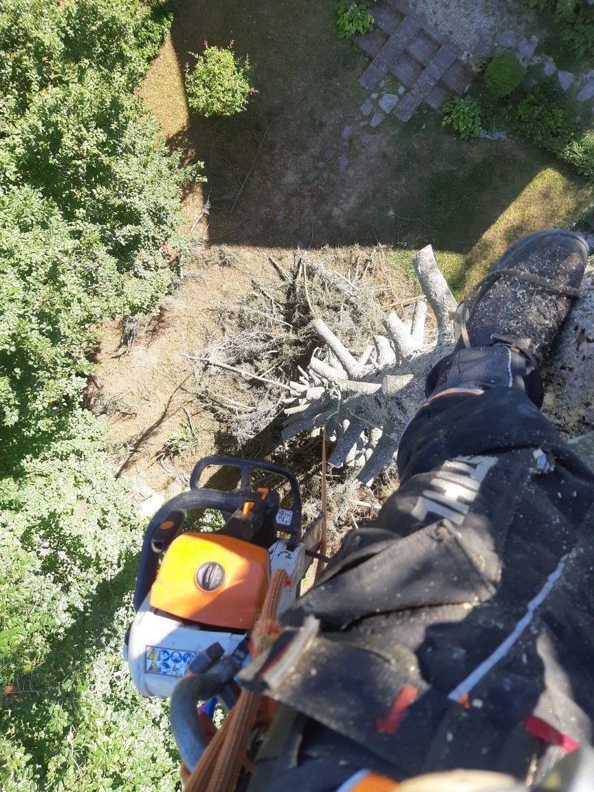 Élagage d'un arbre en hauteur