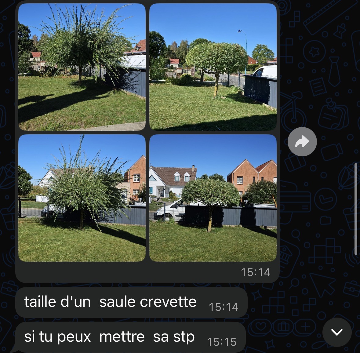 Avant après : taille d'un saule crevette par un paysagiste client